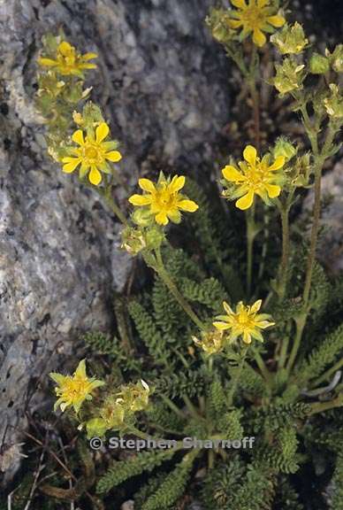 ivesia pygmaea1 graphic